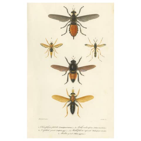 Antique Dipteres Engraving – Giant Flies & Robber Flies, circa 1800