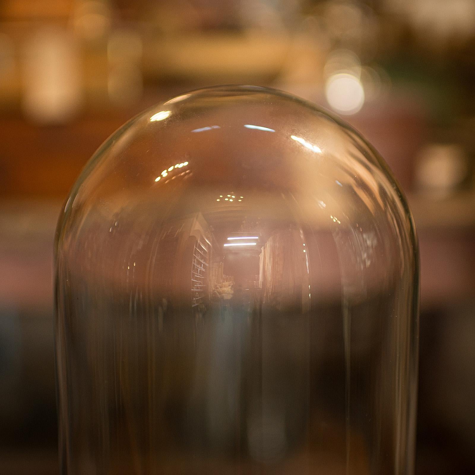 Antique Display Dome, English, Glass, Beech, Taxidermy, Showcase, Victorian In Good Condition For Sale In Hele, Devon, GB