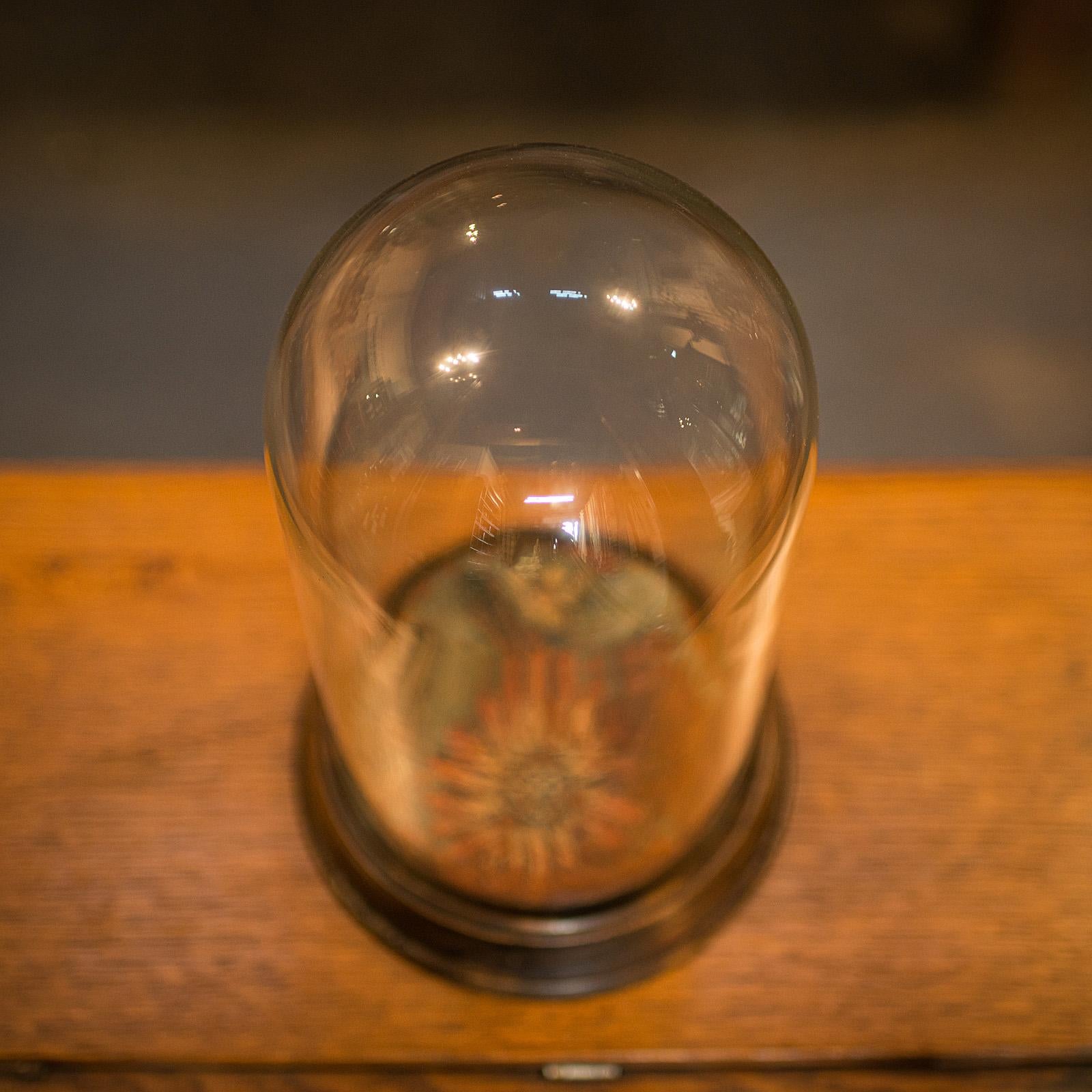XIXe siècle Dôme d'exposition antique, anglais, verre, Beeche, taxidermie, vitrine, victorien en vente