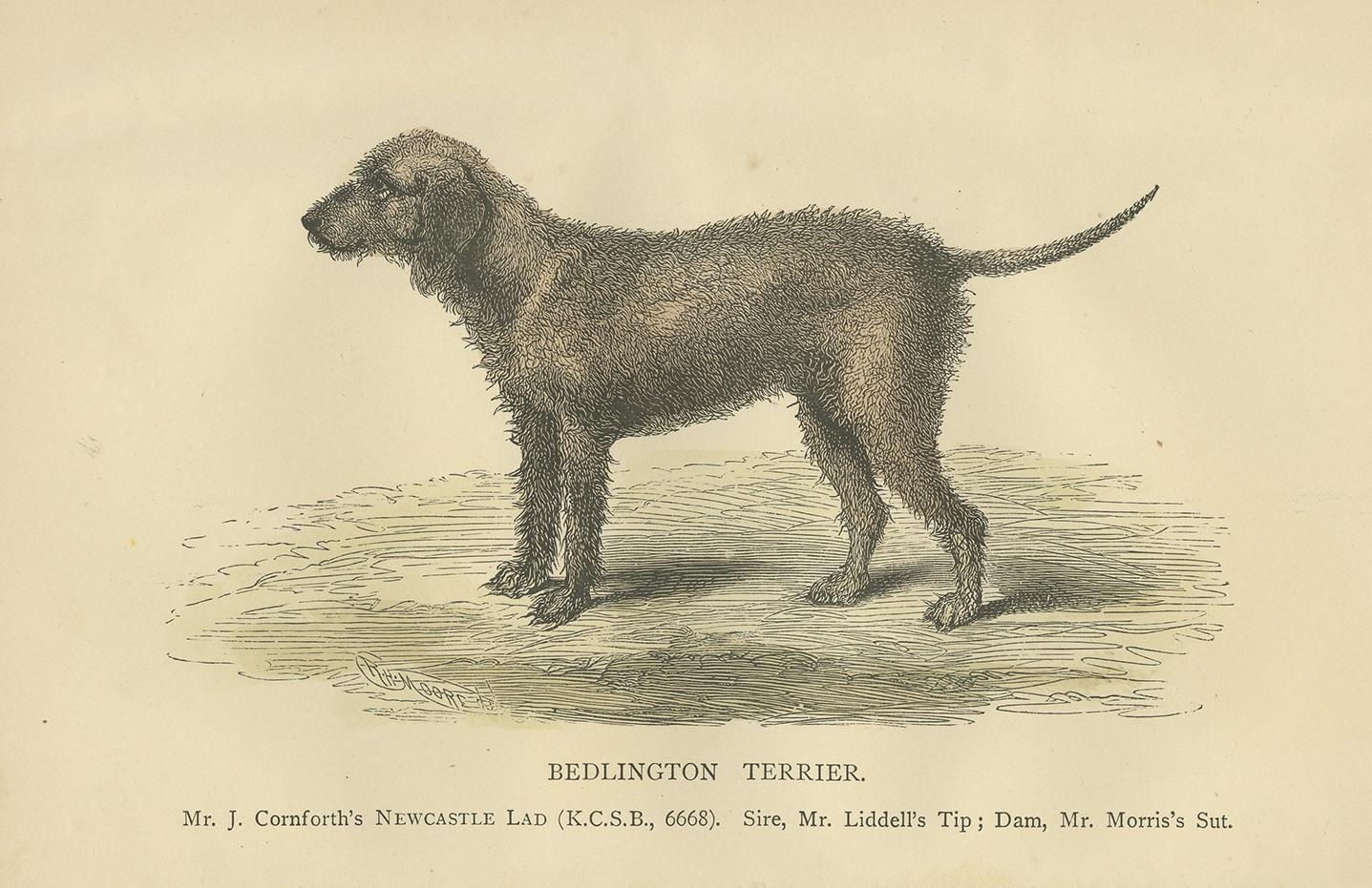 Antique print titled 'Bedlington Terrier'. Dog print of an bedlington terrier. Published circa 1890.