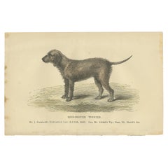Antique Dog Print of a Bedlington Terrier, circa 1890