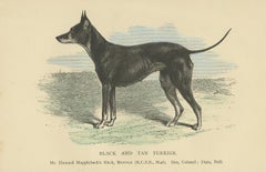 Antique Dog Print of a Black and Tan Terrier, circa 1890