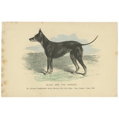 Antique Dog Print of a Black and Tan Terrier, circa 1890
