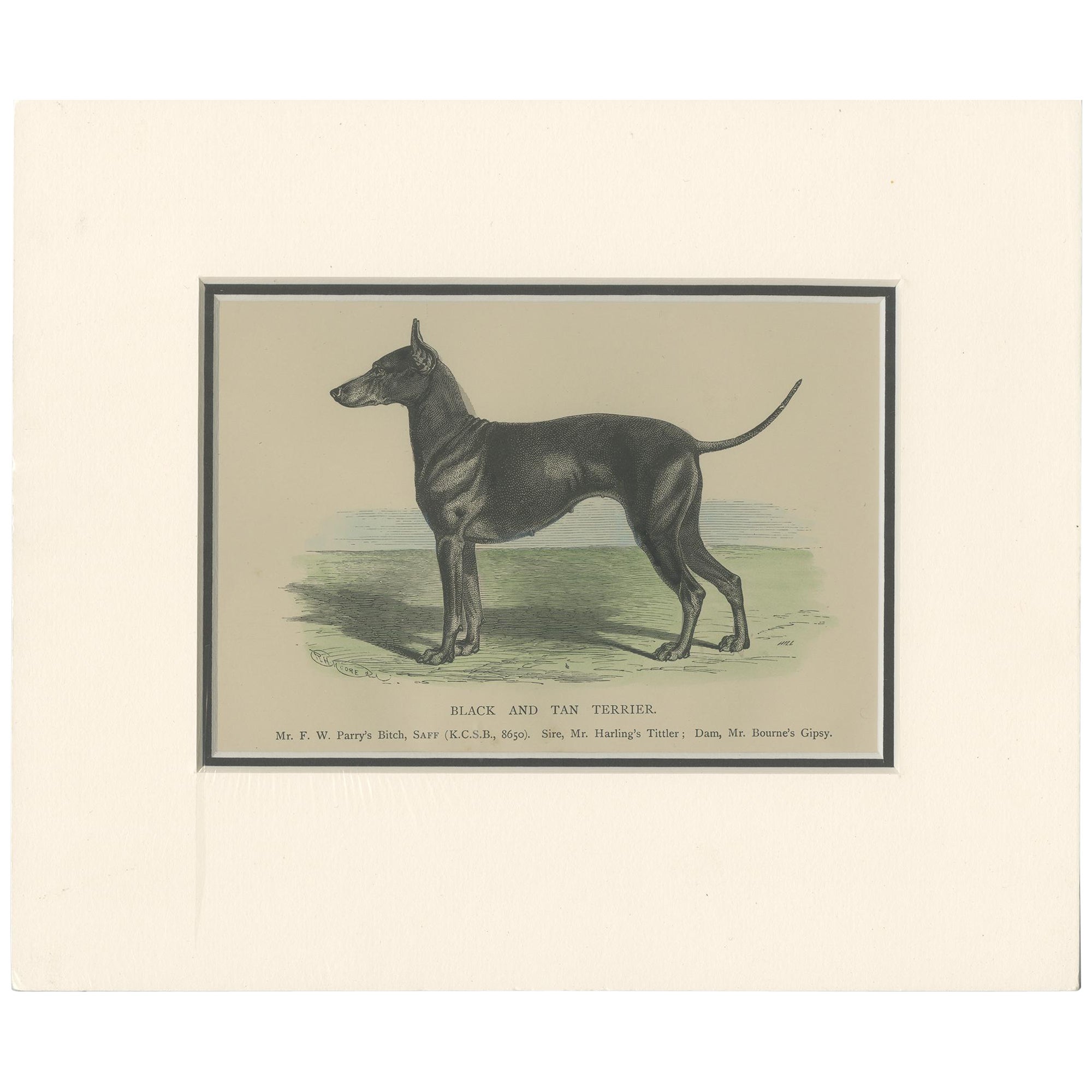 Impression ancienne d'un chien noir et brun clair, vers 1890