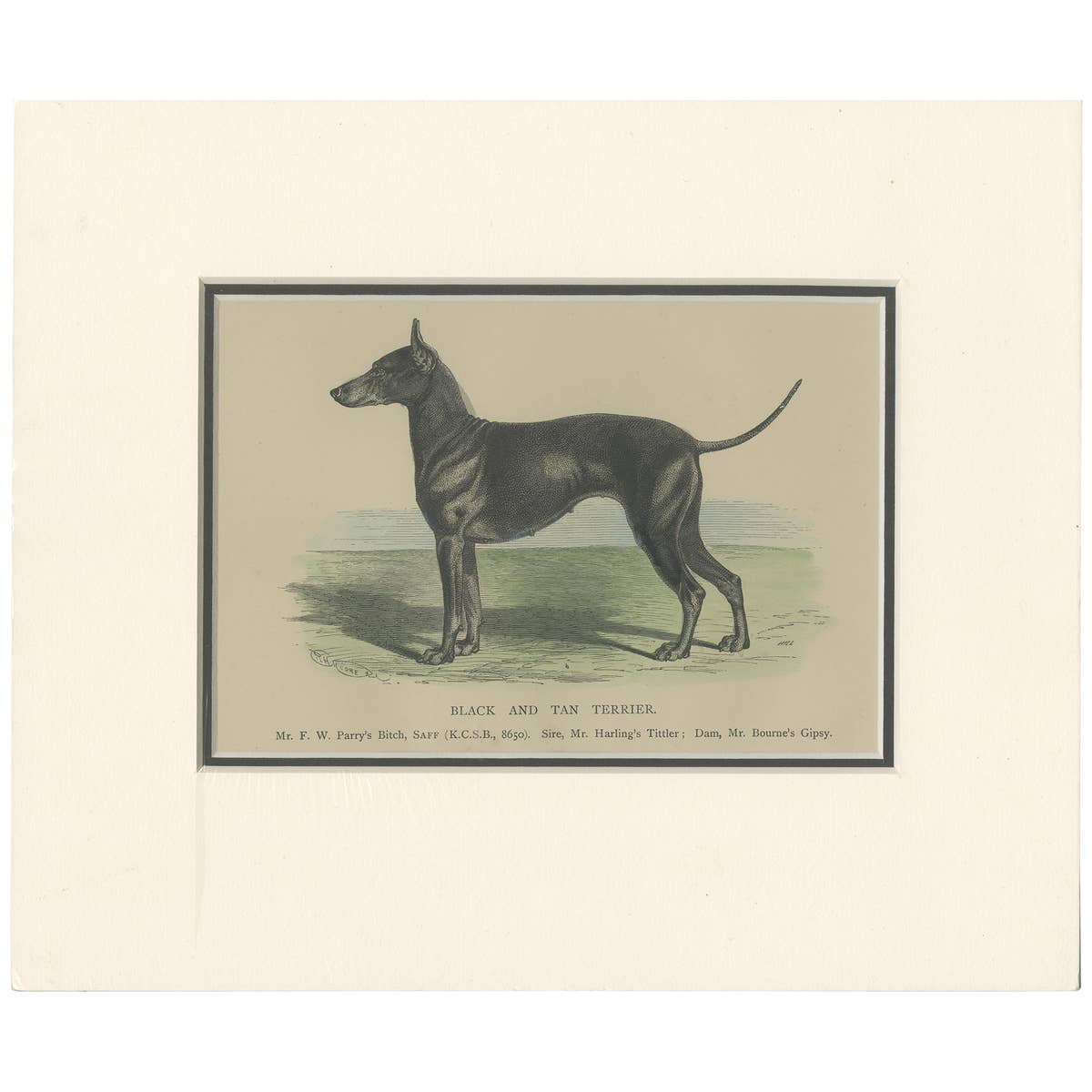 Antique Dog Print of a Black and Tan Terrier, circa 1890