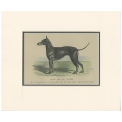 Impression ancienne d'un chien noir et brun clair, vers 1890