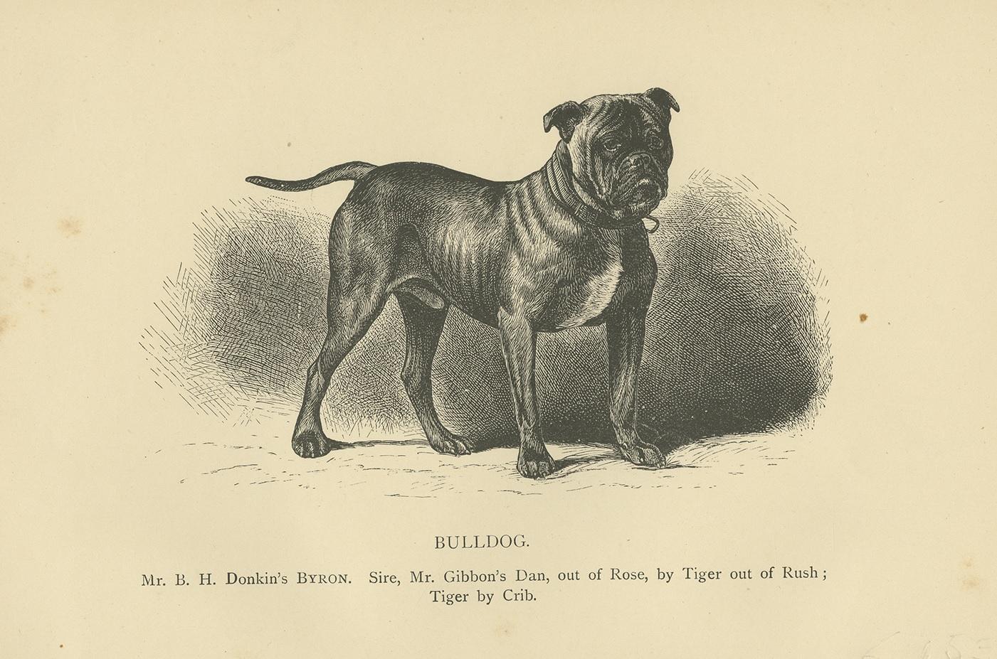 Antique print titled 'Bulldog'. Dog print of a Bulldog. Published circa 1890.