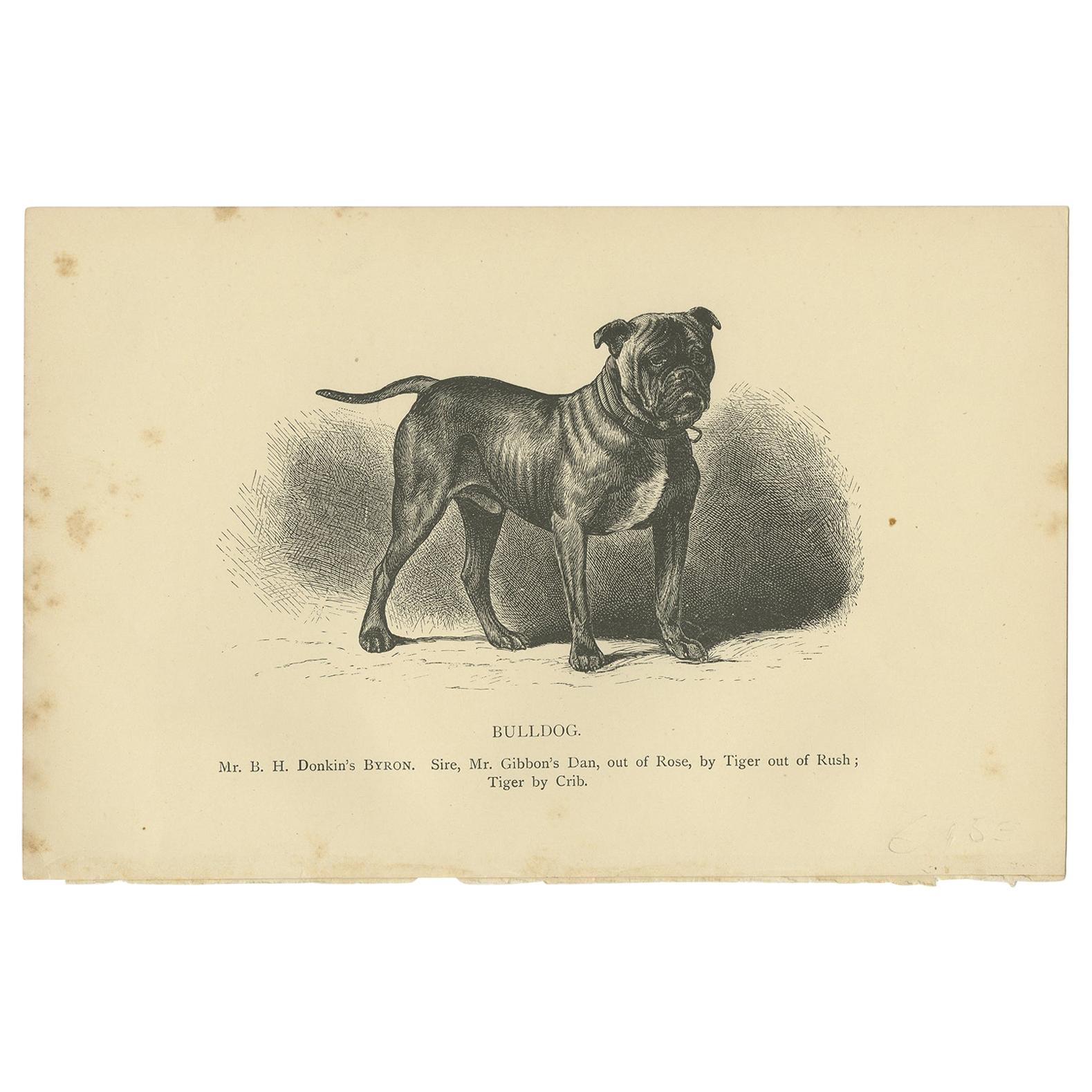 Antique Dog Print of a Bulldog 'circa 1890'