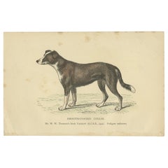 Antique Dog Print of a Coated Collie 'circa 1890'