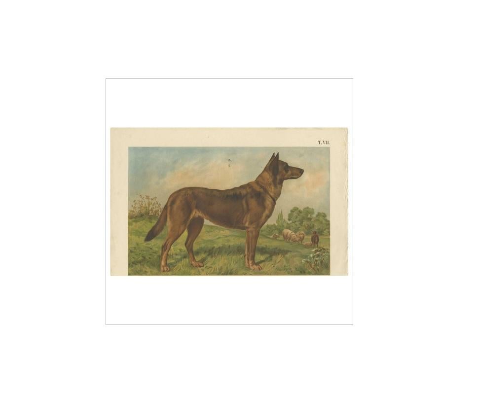 Antique Dog Print of a German Shepherd by Th. Breidwiser, 1879 In Good Condition For Sale In Langweer, NL