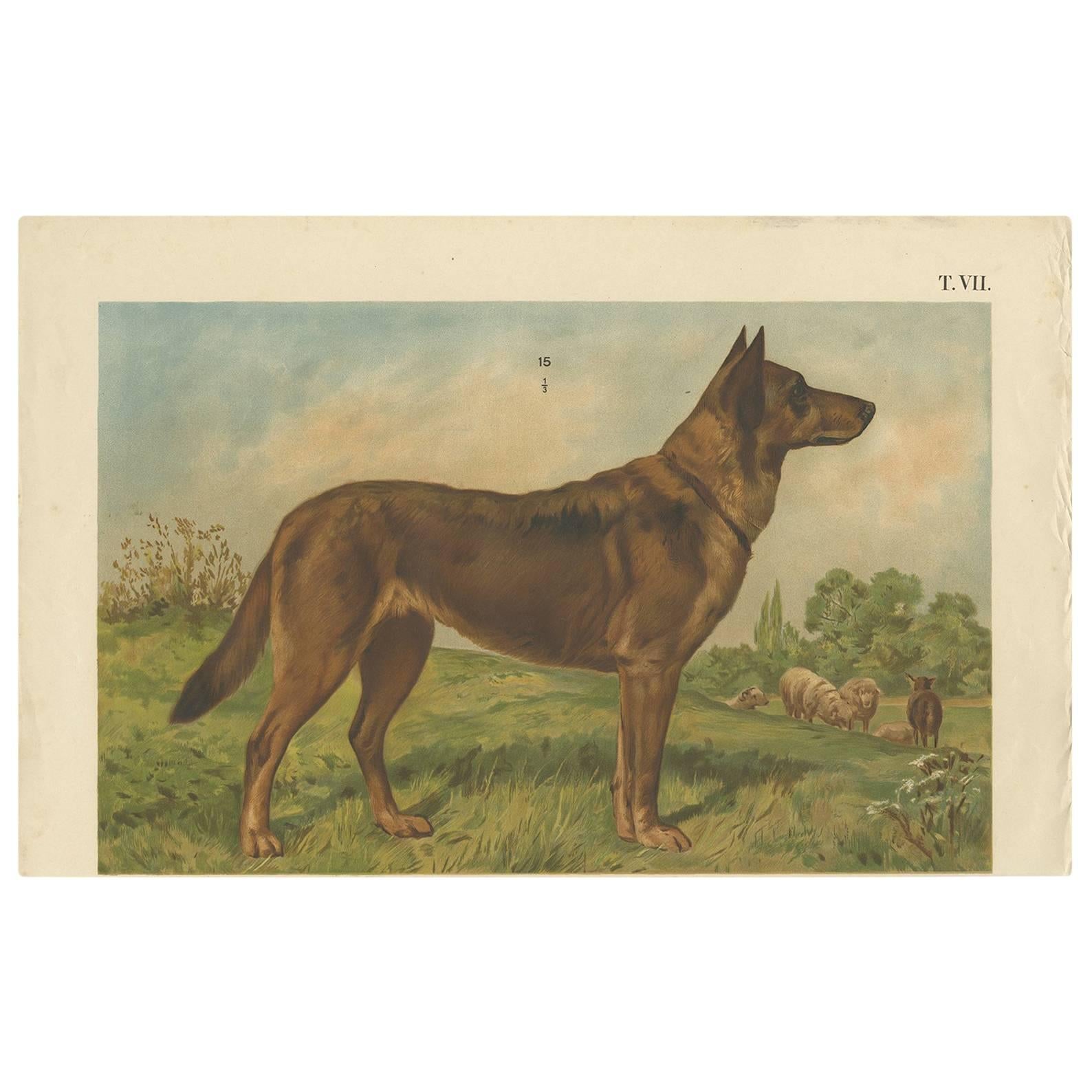 Antique Dog Print of a German Shepherd by Th. Breidwiser, 1879 For Sale