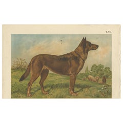 Antique Dog Print of a German Shepherd by Th. Breidwiser, 1879