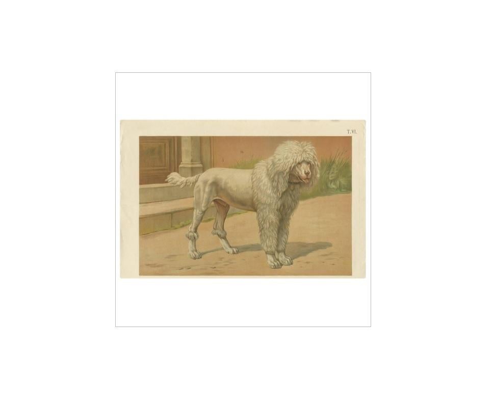 antique dog prints