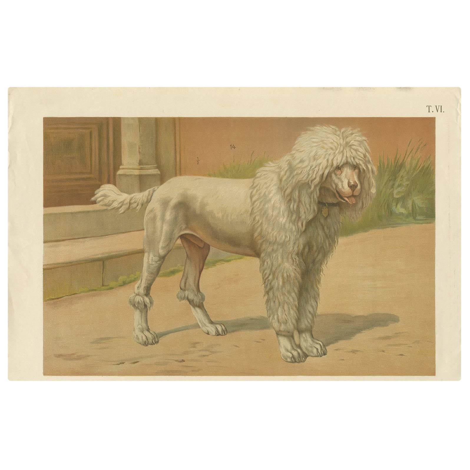 Antique Dog Print of a Poodle by Th. Breidwiser, 1879 For Sale