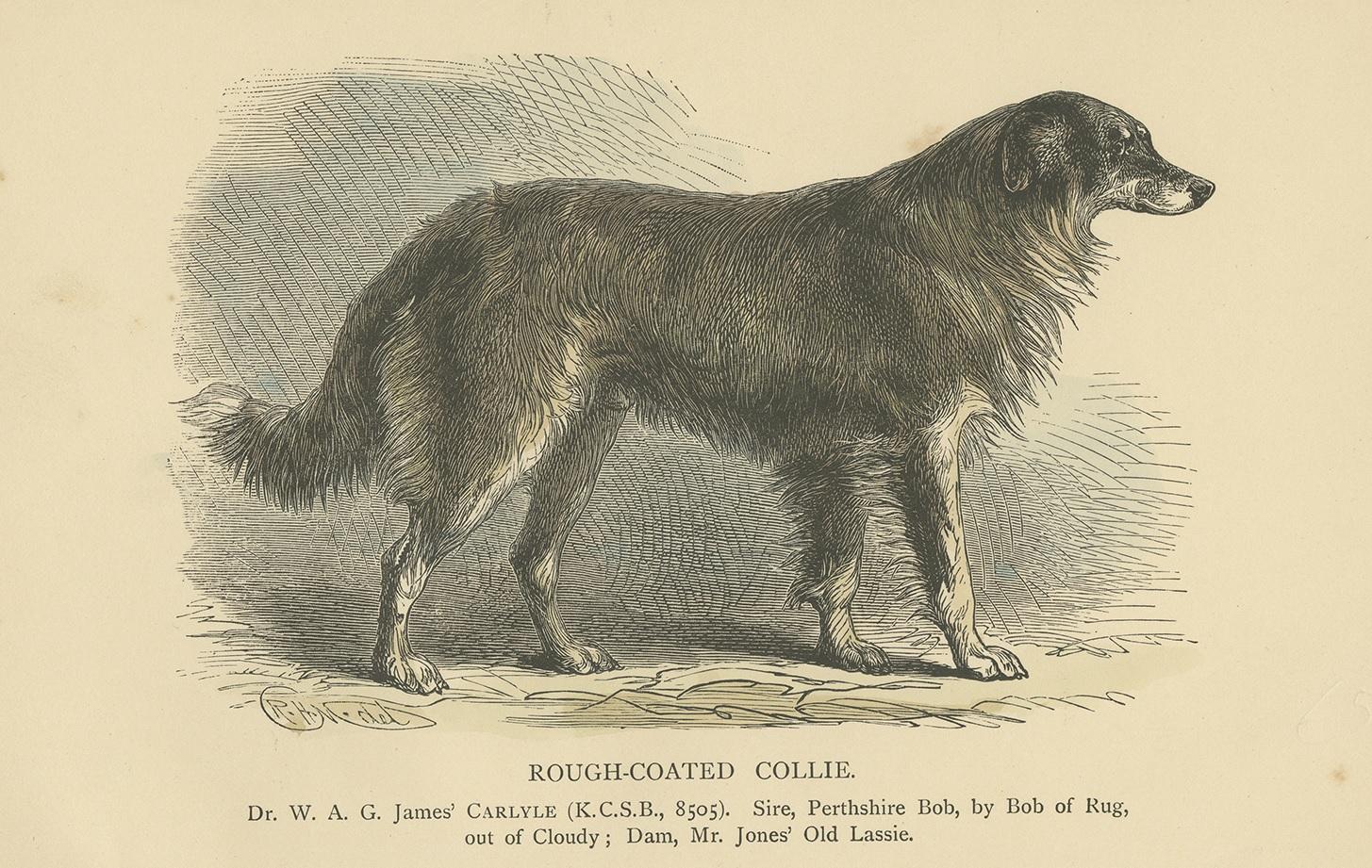 Antique print titled 'Rough-Coated Collie'. Dog print of a rough collie. Originates from the 'Kennel Gazette'. Published circa 1890.