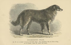 Antique Dog Print of a Rough Collie 'circa 1890'