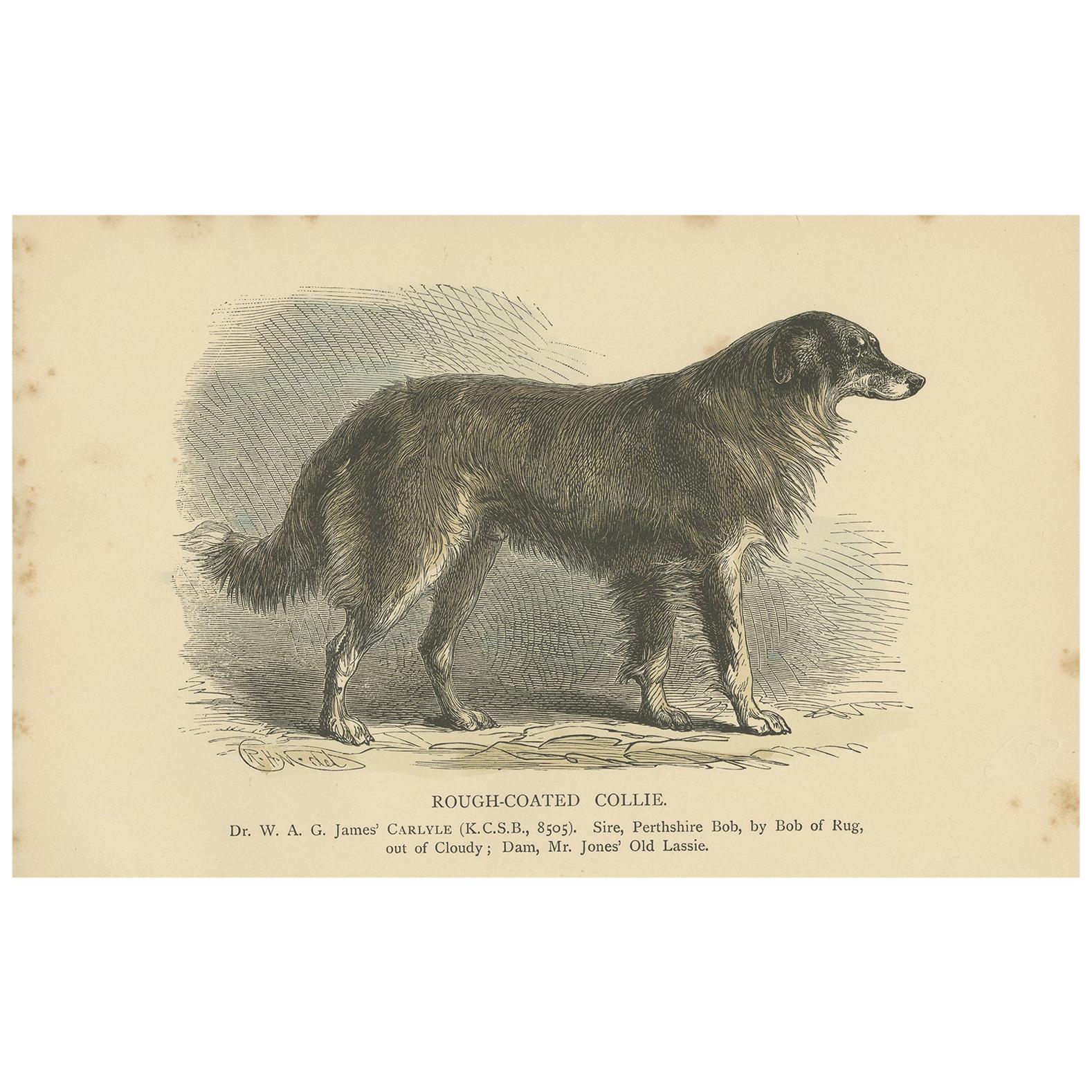 Antique Dog Print of a Rough Collie 'circa 1890'