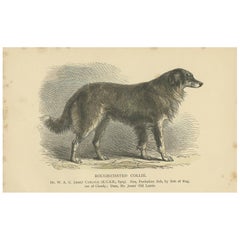 Antique Dog Print of a Rough Collie 'circa 1890'