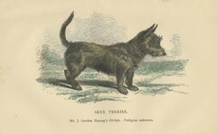 Antique Dog Print of a Skyre Terrier, circa 1890