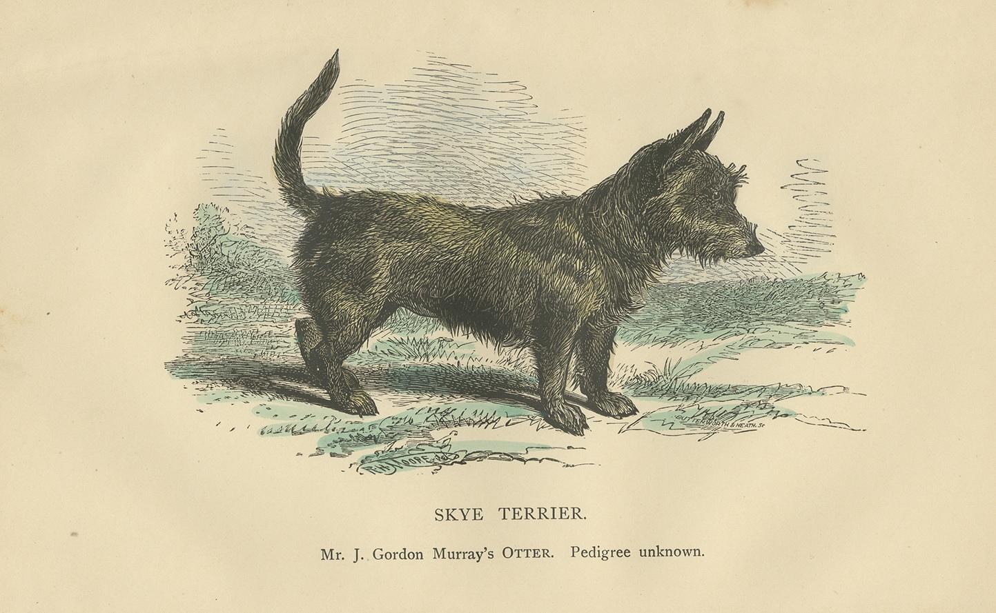 Stampa antica di un cane Skyre Terrier, 1890 circa In condizioni buone in vendita a Langweer, NL