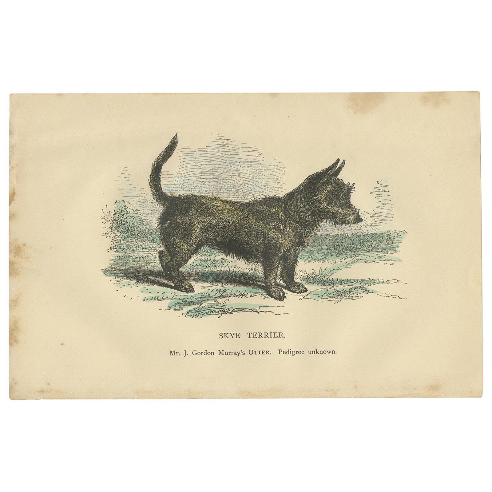 Antique Dog Print of a Skyre Terrier, circa 1890