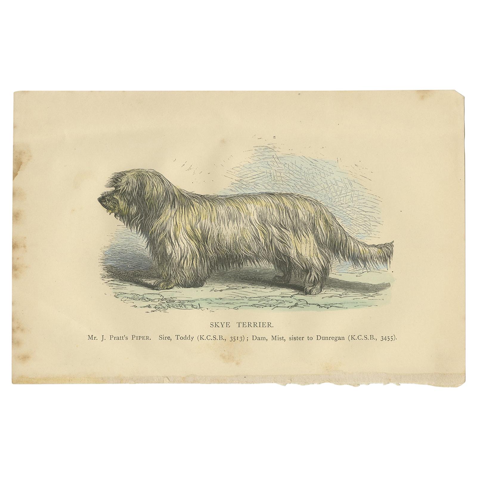 Antique Dog Print of a Skyre Terrier, 'circa 1890'