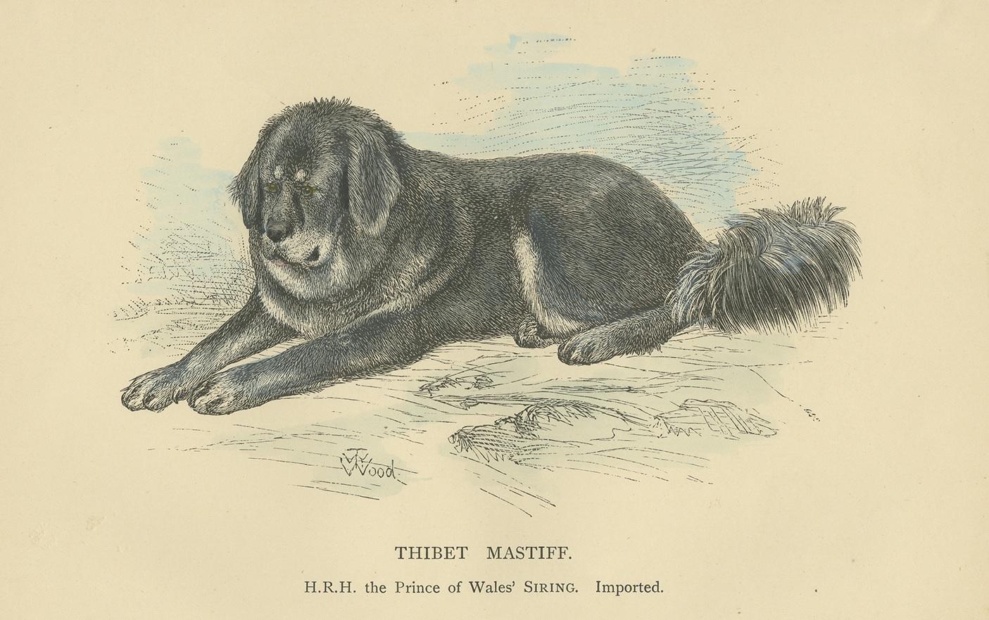 Antique print titled 'Thibet Mastiff'. Dog print of a Tibetan Mastiff. Published circa 1890.