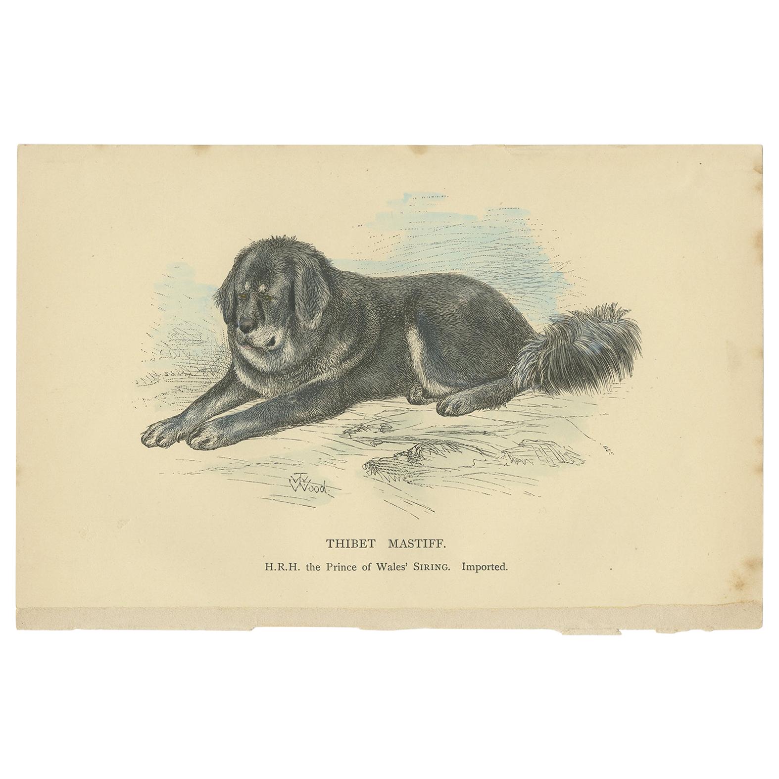 Antique Dog Print of a Tibetan Mastiff 'circa 1890' For Sale