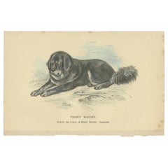 Antique Dog Print of a Tibetan Mastiff 'circa 1890'