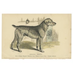 Antique Dog Print of an Airedale Terrier 'circa 1890'
