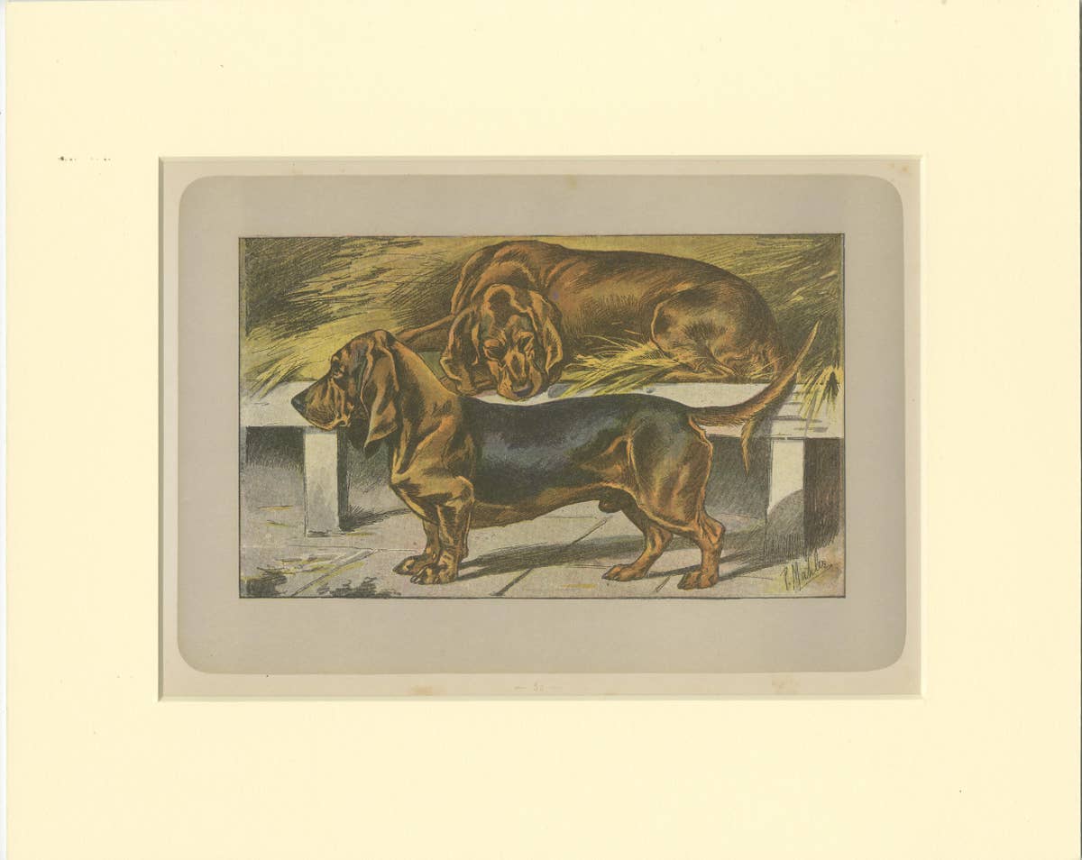 Antique Dog Print of the Basset Ardennais