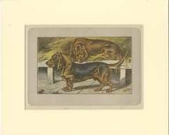 Antique Dog Print of the Basset Ardennais