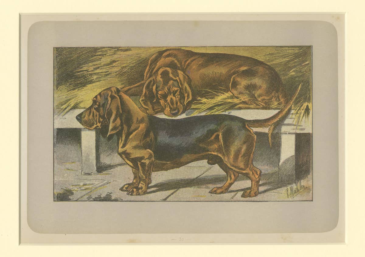 Antique Dog Print of the Basset Ardennais