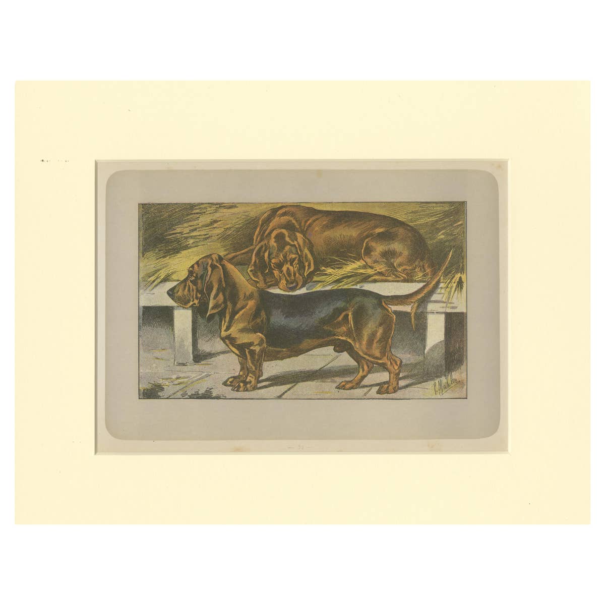 Antique Dog Print of the Basset Ardennais