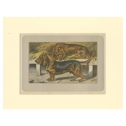 Antique Dog Print of the Basset Ardennais