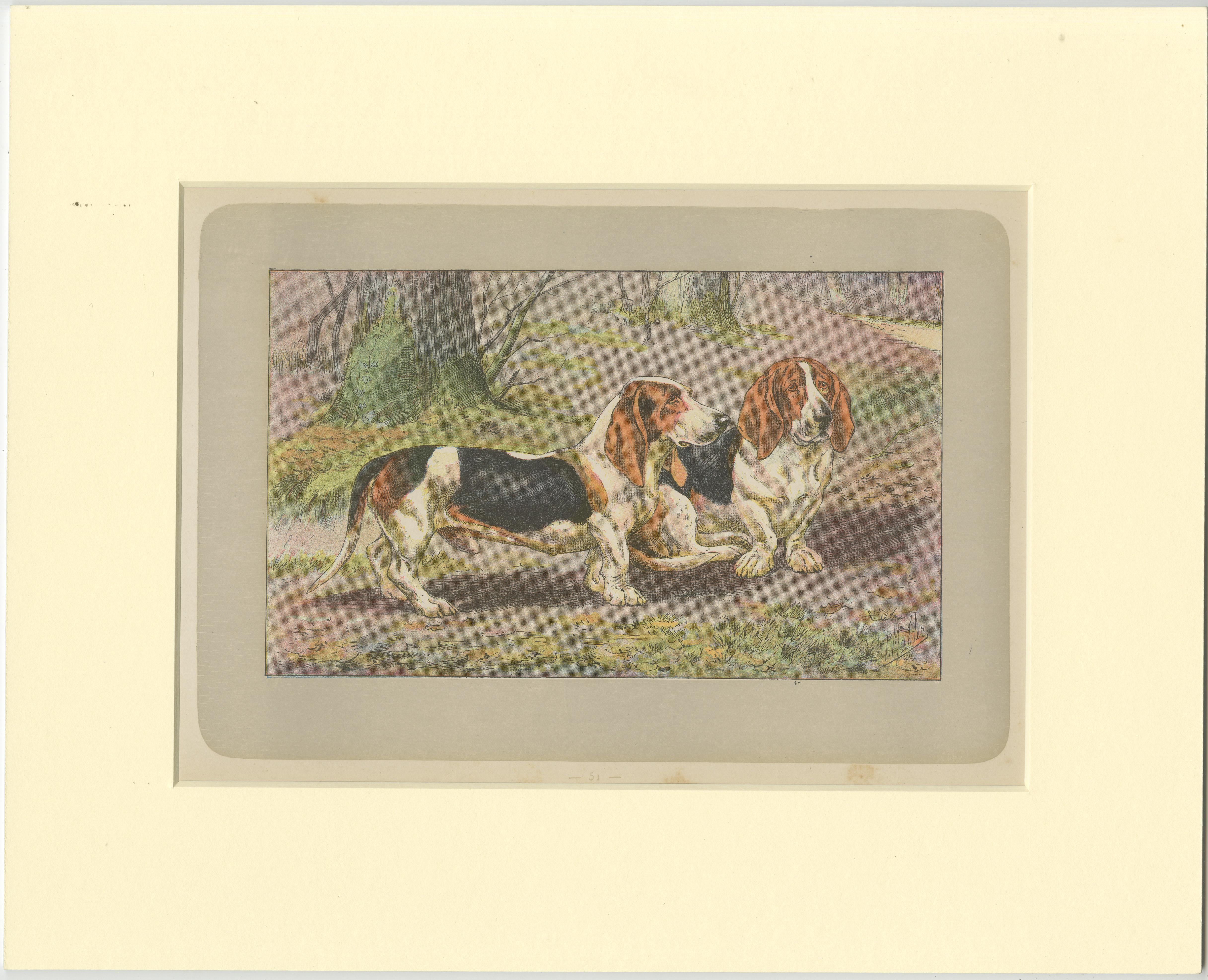 Antique dog print of the basset hound. This print originates from 'Les Chiens. Le Gibier et ses Ennemis' by P. Mahler. Saint-Étienne, Mimard & Blachon, 1907. 

Passepartout / matting included.