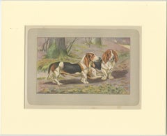 Antique Dog Print of the Basset Hound