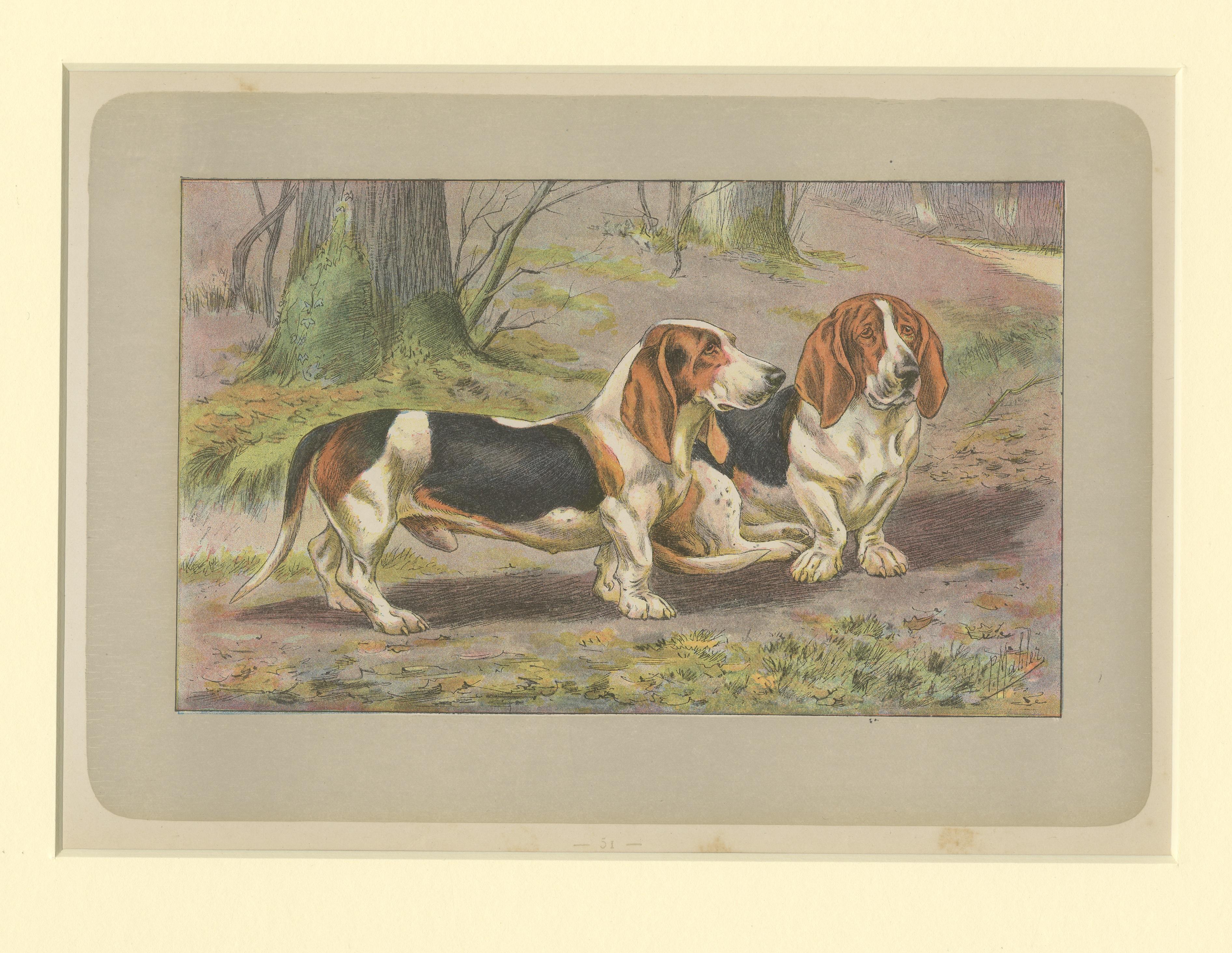 Antique Dog Print of the Basset Hound In Good Condition For Sale In Langweer, NL