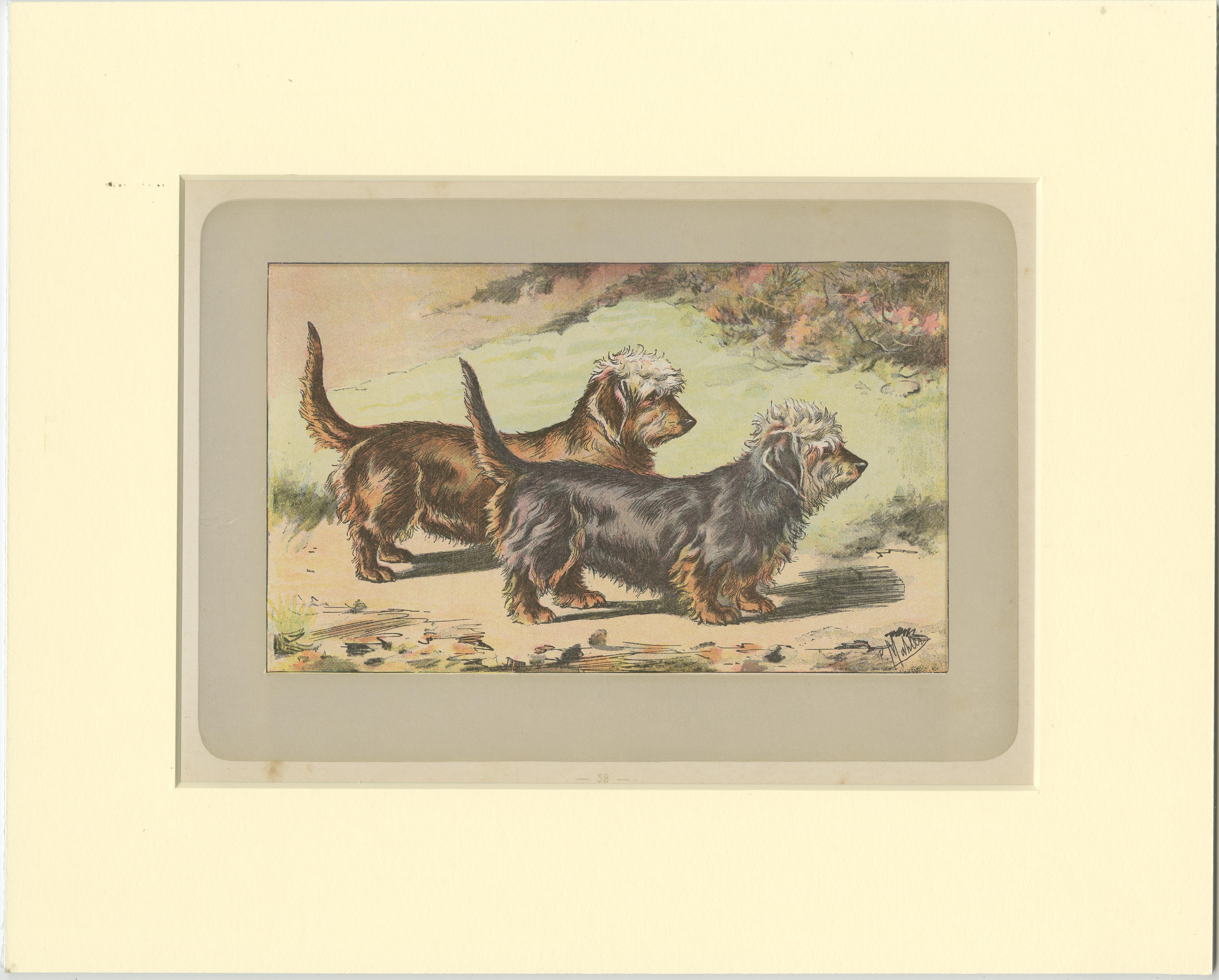 Antique dog print of the dandie dinmont terrier. This print originates from 'Les Chiens. Le Gibier et ses Ennemis' by P. Mahler. Saint-Étienne, Mimard & Blachon, 1907. 

Passepartout / matting included.