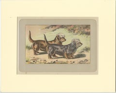 Antique Dog Print of the Dandie Dinmont Terrier, 1907