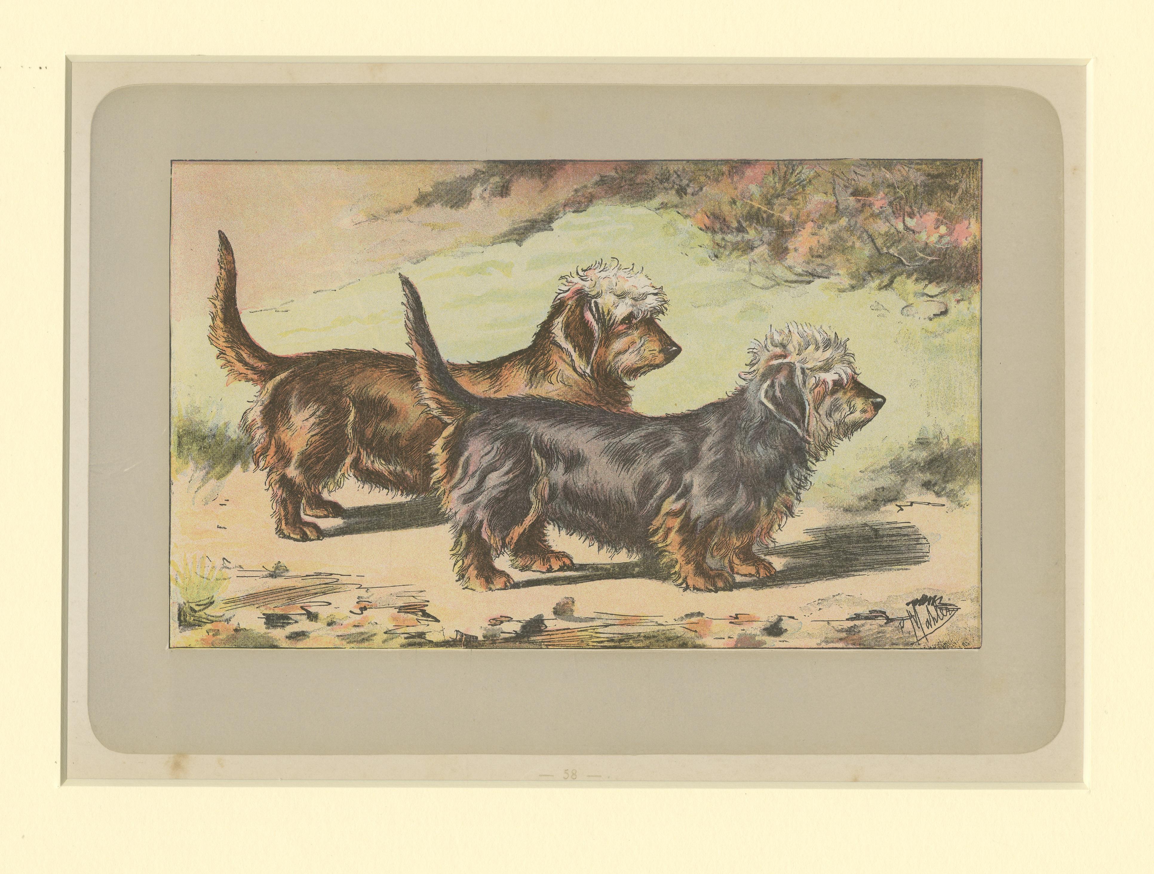 Antique Dog Print of the Dandie Dinmont Terrier, 1907 In Good Condition For Sale In Langweer, NL
