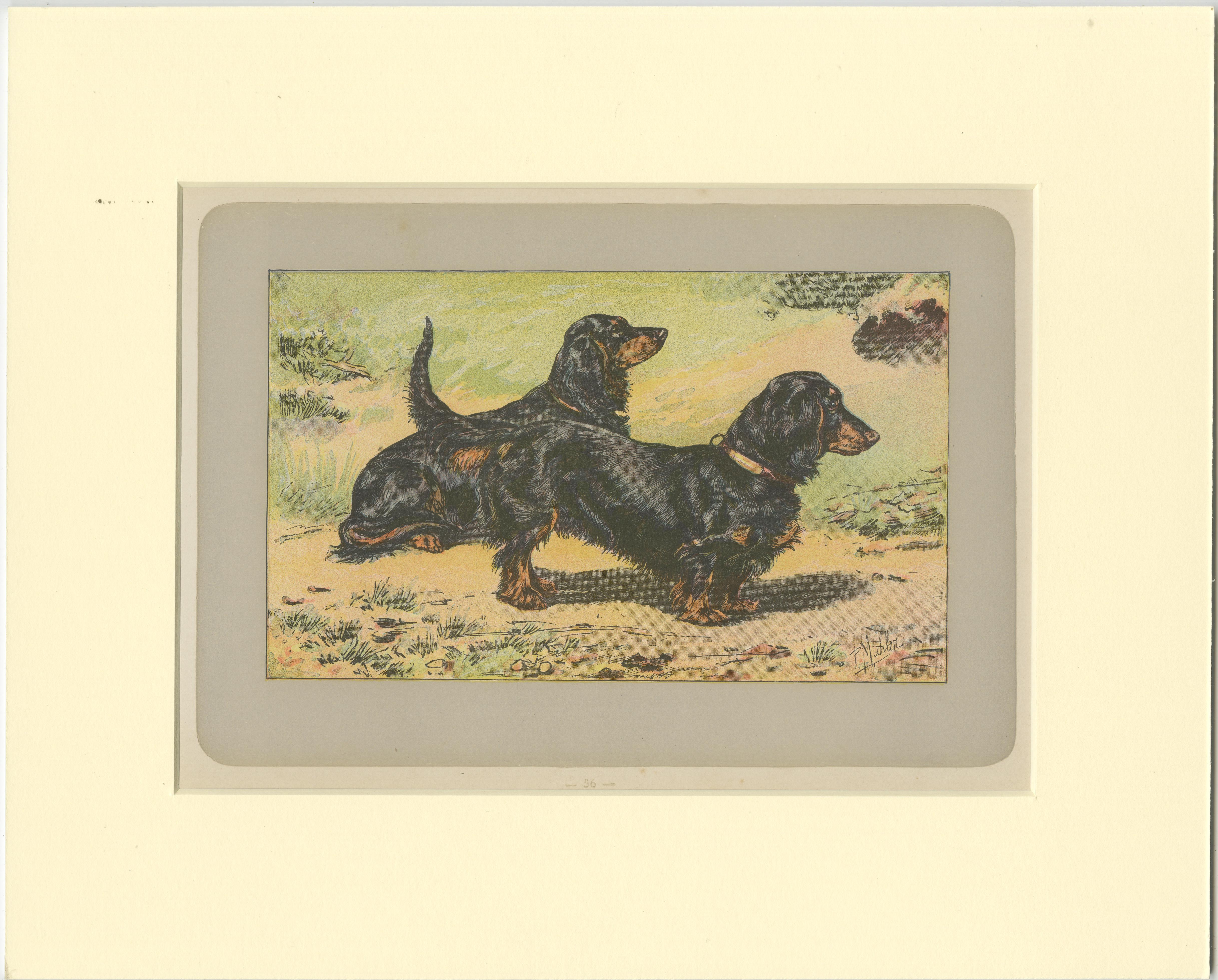 Antique dog print of the long-haired dachshund. This print originates from 'Les Chiens. Le Gibier et ses Ennemis' by P. Mahler. Saint-Étienne, Mimard & Blachon, 1907. 

Passepartout / matting included.