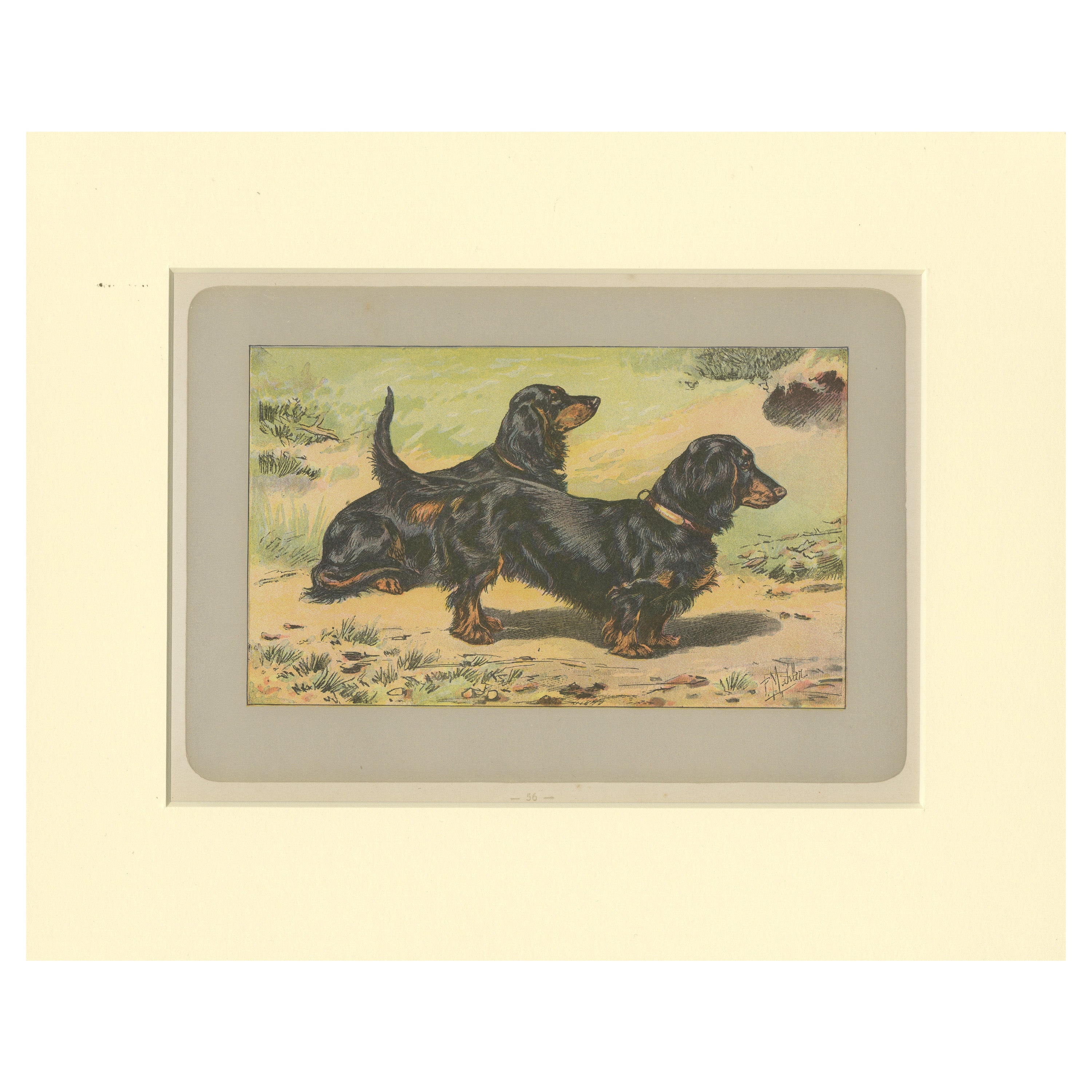 Antique Dog Print of the Long-Haired Dachshund