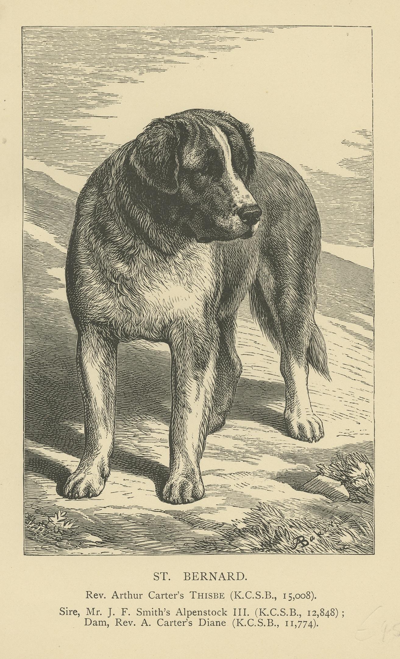 Antiker Druck mit dem Titel 'St. Bernard'. Alter Druck des Bernhardinerhundes. Veröffentlicht um 1900.