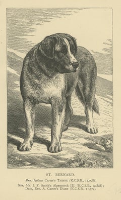 Antique Dog Print of the Saint Bernard, circa 1900
