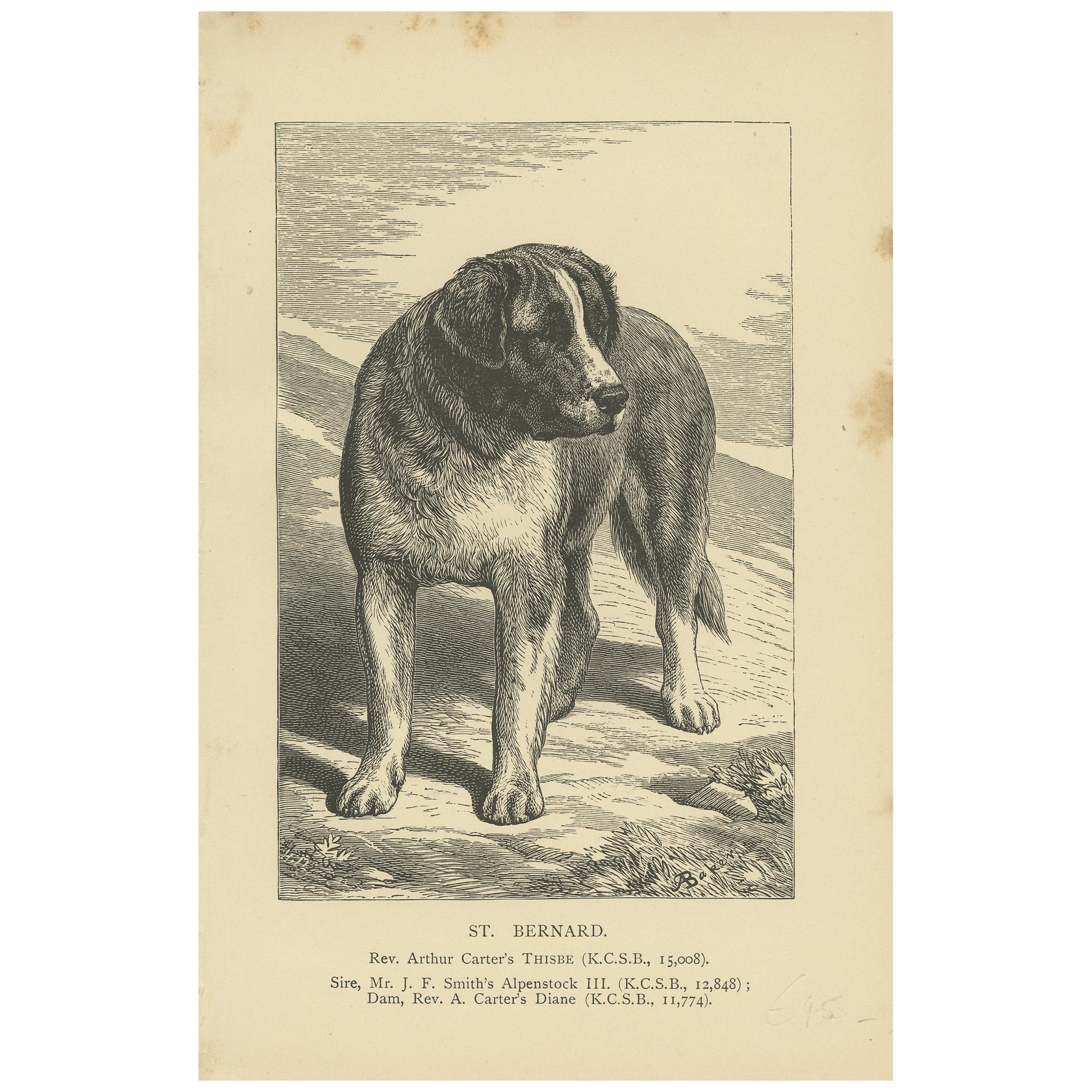 Antique Dog Print of the Saint Bernard, circa 1900