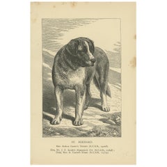 Stampa antica del cane San Bernardo, circa 1900
