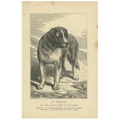 Gravure ancienne sur chien du Saint Bernard, circa 1900