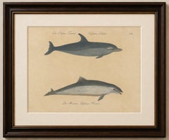 Antique Dolphin & Porpoise Lithograph by Karl Joseph Brodtmann, 1816