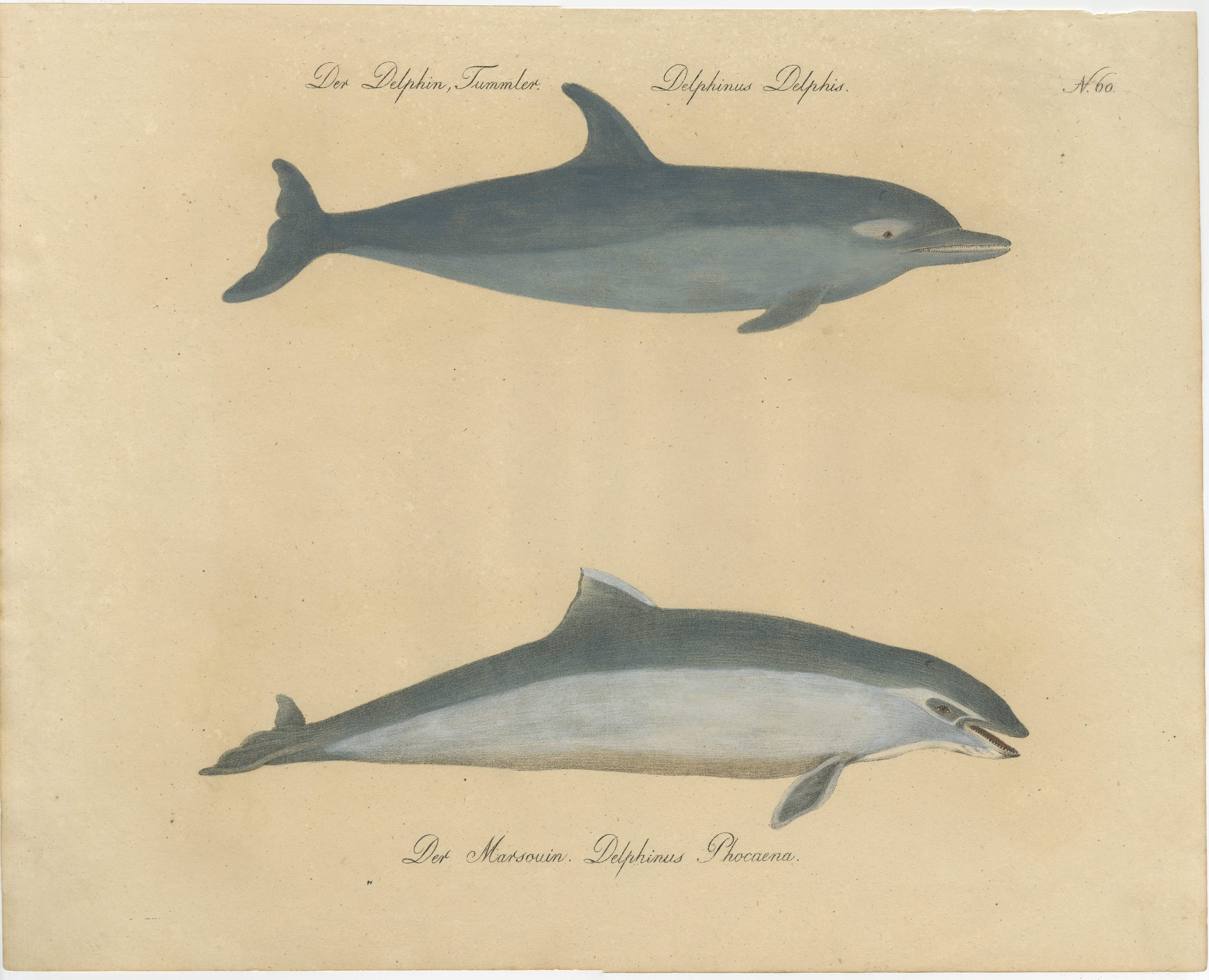 Antique Dolphin & Porpoise Lithograph by Karl Joseph Brodtmann, 1816